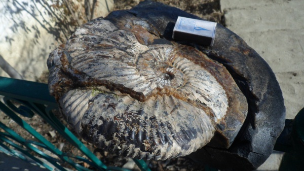 Acanthohoplites, Parahoplitidae