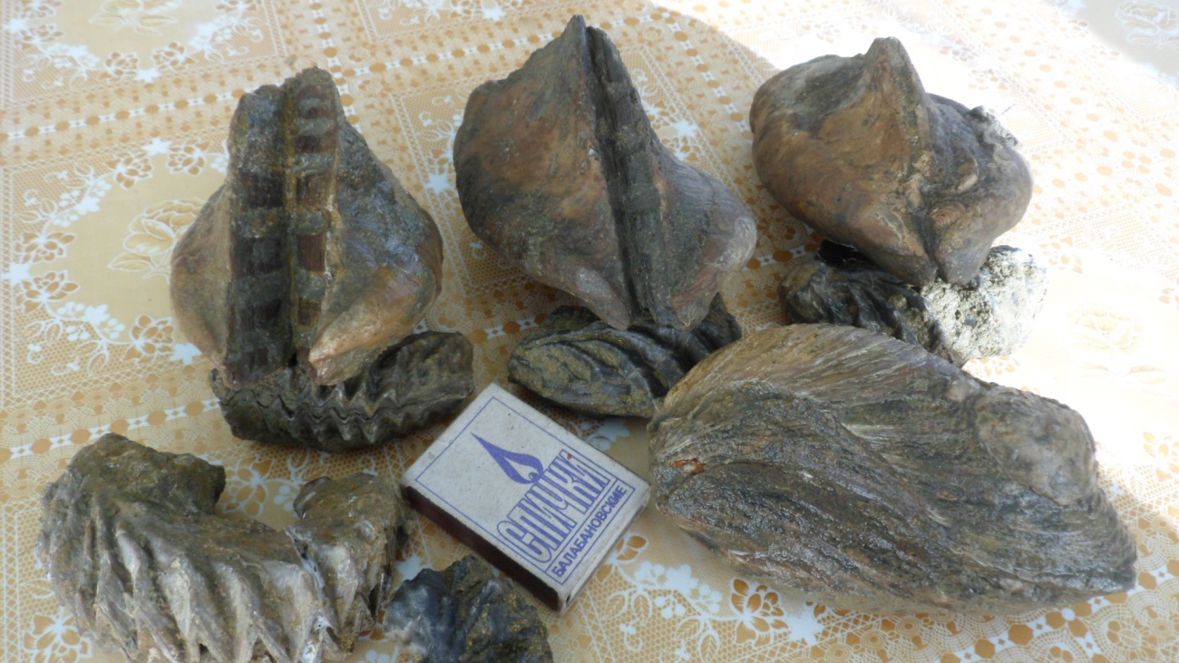 Находка город. Гейдельбергский человек первая найденная челюсть. Первая находка. Первая находка. Места находок останков гейдельбергского человека.