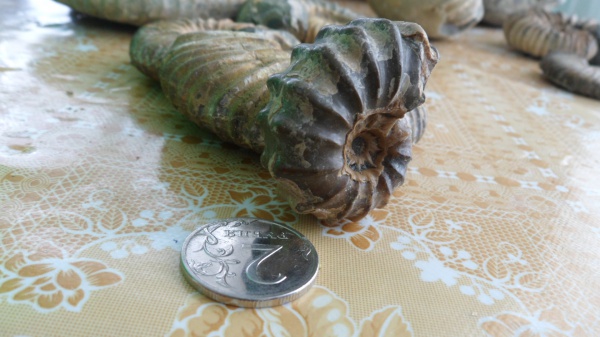 Epicheloniceras, Douvilleiceratidae