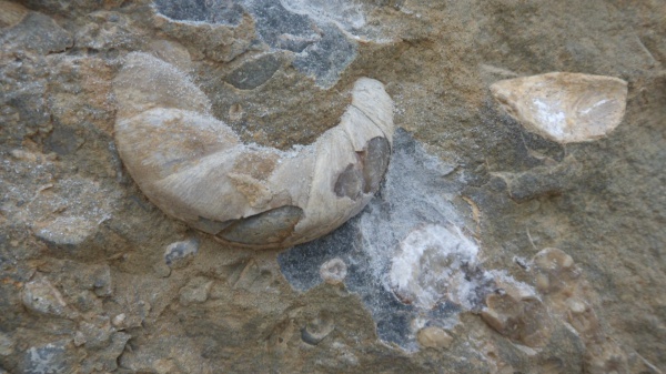 Eogaudryceras, Gaudryceratidae, Gaudryceras, Lytoceratina