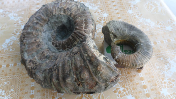 аммониты, Ammonites