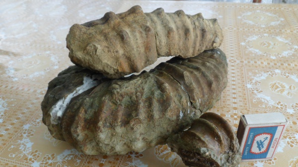 аммониты, гетероморфные аммониты, Ammonites, heteromorph ammonites