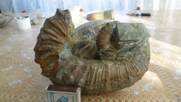 гетероморфные аммониты, Pseudocrioceras, Ancyloceratidae, heteromorph ammonites