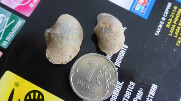 брахиоподы, Theodossia, Spiriferida, Spirifer, Theodossia parva