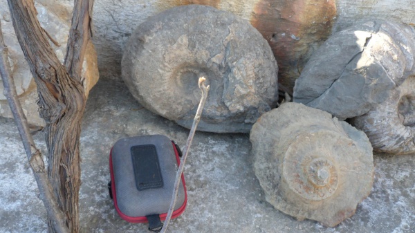 аммониты, Ammonites