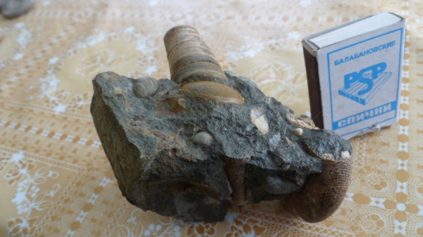 белемниты, Naefia, belemnites
