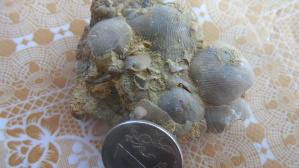 брахиоподы