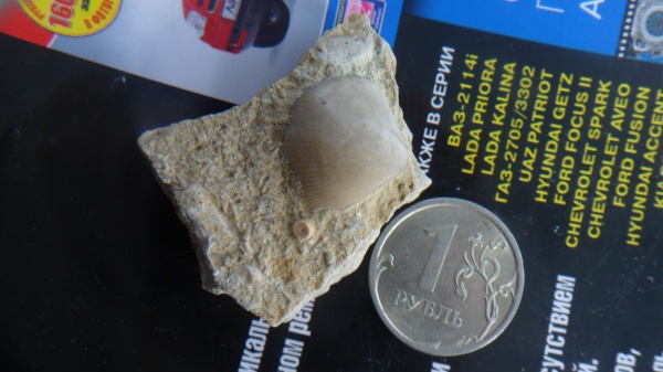 брахиоподы