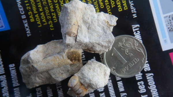 ортоцерасы