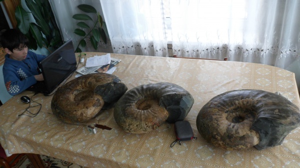 аммониты, Ammonites, Parahoplites