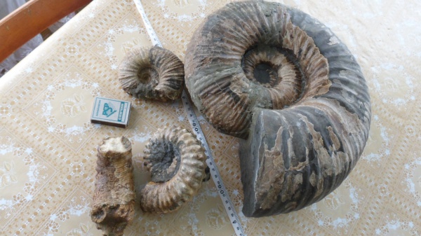 Epicheloniceras waageni