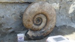 Ammonitoceras 1.