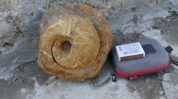 Rondiceras, Rondiceras milaschevici, Cadoceratinae