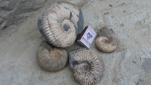 аммониты, Ammonites