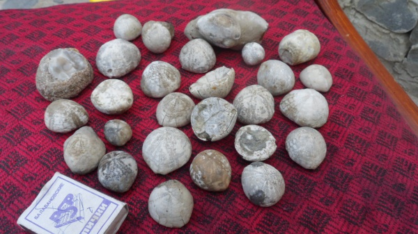 морские ежи