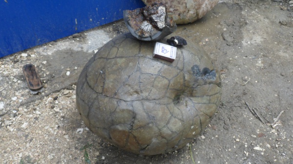 аммониты, конкреции, Ammonites