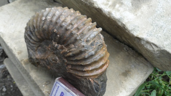 аммониты, Ammonites