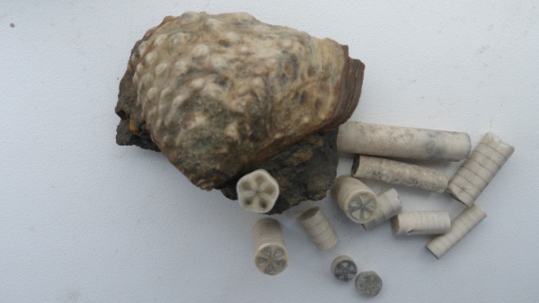 морские лилии