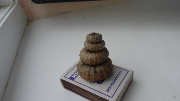 морские ежи, Phymosoma