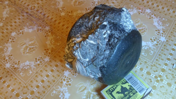 киты, Cetotherium, цетотерии, сармат