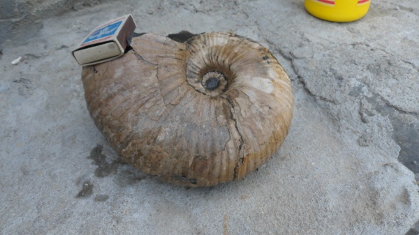 аммониты, Epicheloniceras, Ammonites