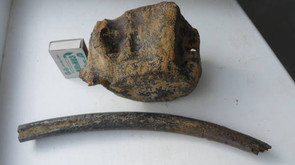 млекопитающие, киты, Cetotherium, цетотерии, сармат, сарматские киты