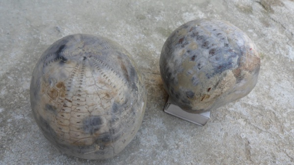 морские ежи, Echinocorys