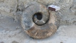 Ammonitoceras.