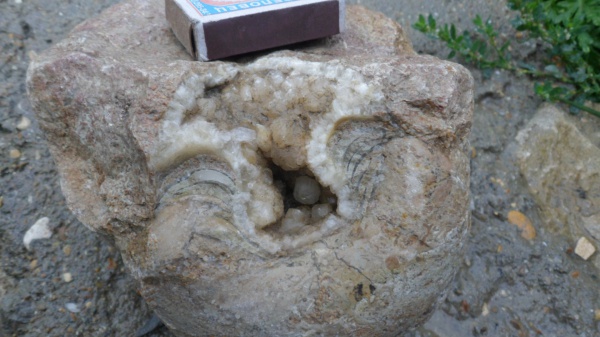 наутилусы, Eucymatoceras