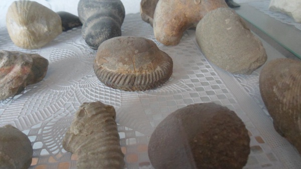 аммониты, Ammonites