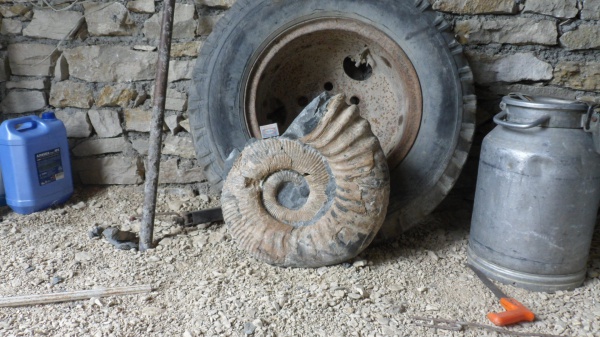 аммониты, Ammonitoceras, Ammonites