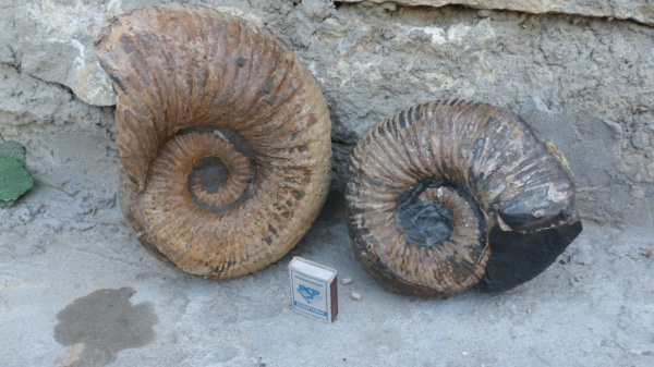 аммониты, апт, Ammonites, Procheloniceras, Aptian