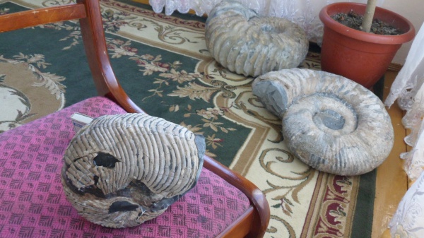 наутилусы, апт, Cymatoceras, Aptian