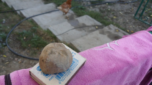 морские ежи, Toxaster