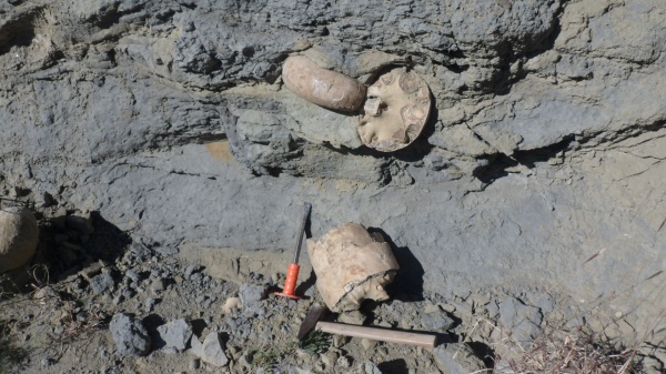 аммониты, Ammonites, Lytoceras