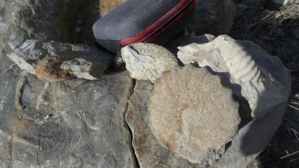 аммониты, Ammonites