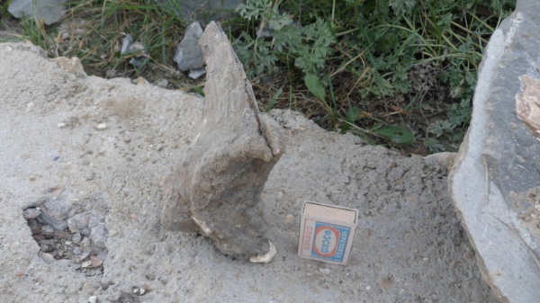 двустворчатые моллюски, Isognomon