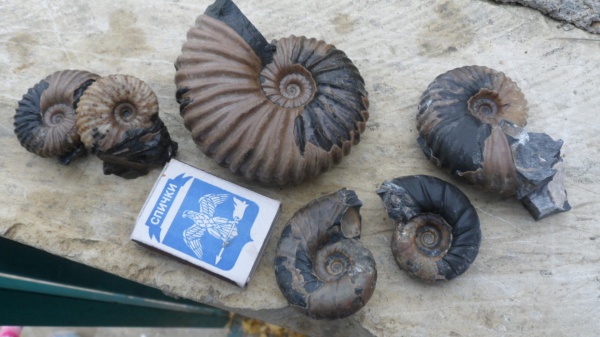 аммониты, Ammonites