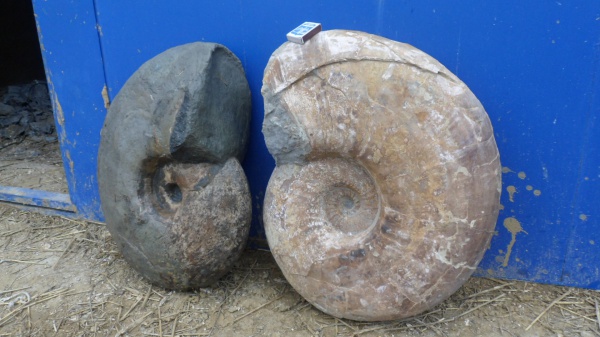 аммониты, Ammonites