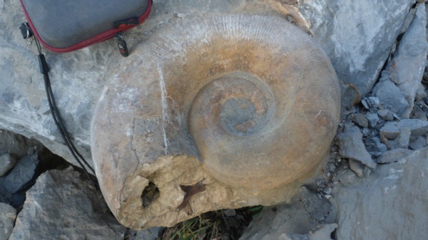 аммониты, Ammonites, Lytoceras