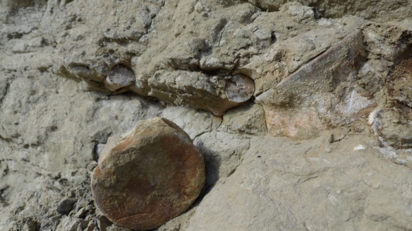 рептилии, водные рептилии, плезиозавры, позвонок плезиозавра