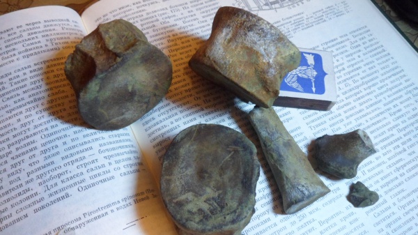 рептилии, водные рептилии, плезиозавры, позвонок плезиозавра