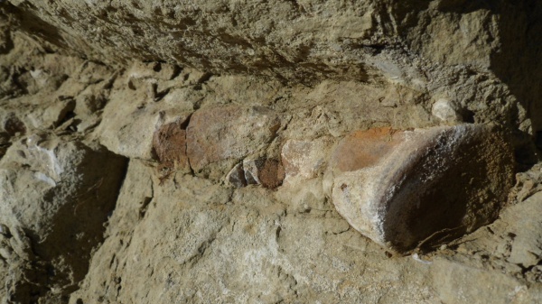 рептилии, водные рептилии, плезиозавры, позвонок плезиозавра