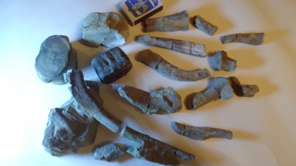 рептилии, водные рептилии, плезиозавры, позвонок плезиозавра