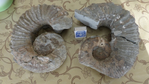 гетероморфные аммониты, Pseudocrioceras, Ancyloceratidae, heteromorph ammonites