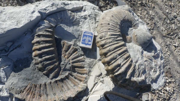 гетероморфные аммониты, Pseudocrioceras, Ancyloceratidae, heteromorph ammonites