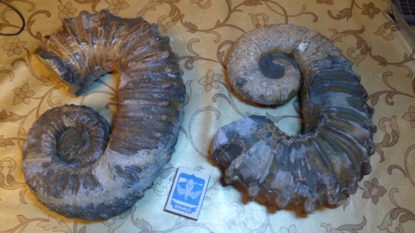 гетероморфные аммониты, Pseudocrioceras, Ancyloceratidae, heteromorph ammonites