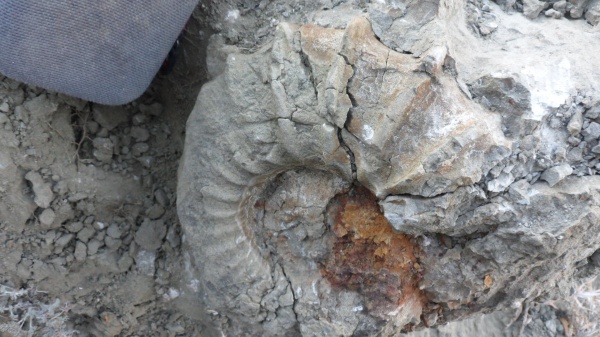 аммониты, Ancyloceras, Ammonites