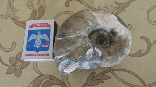аммониты, Ammonites, Eogaudryceras