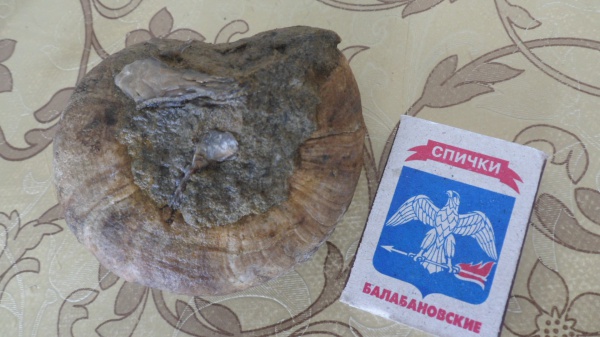 брюхоногие моллюски